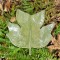 Tulip Poplar Leaf Ceramic Tray